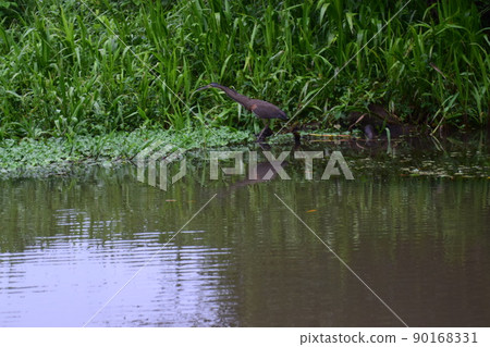 熱帶雨林野鳥 Tortuguero 哥斯達黎加 90168331
