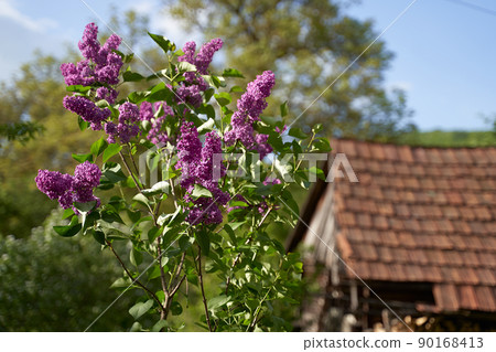 Young tiny lilac tree growing by a wooden tent on old rural house tiled roof background in spring 90168413