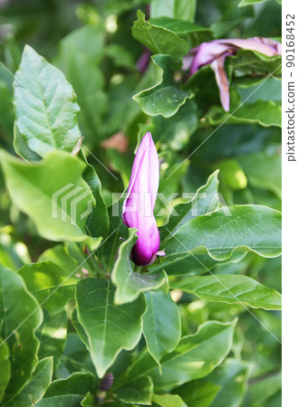 Beautiful magnolia blossom in spring 90168452