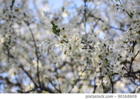 Bunches of appe tree blossom with white flowers against the blue sky background. 90168609