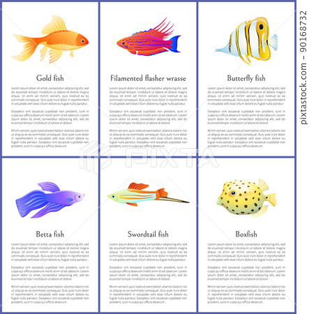 Set of Marine and Domestic Fishes Color Banners Set of Marine and Domestic Fishes Color Banners 90168732