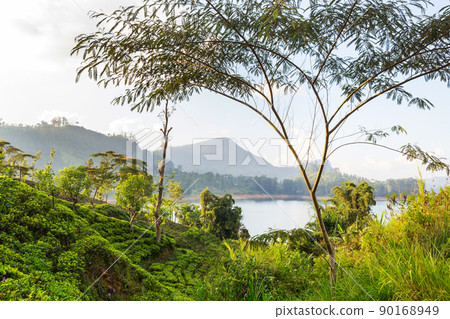 Tea plantation Tea plantation 90168949