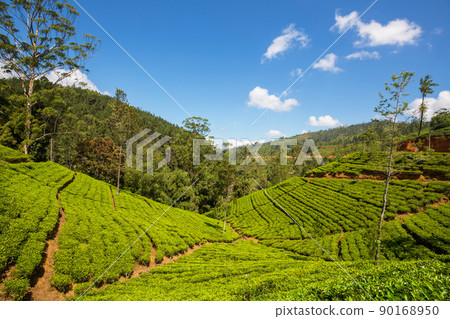 Tea plantation 90168950