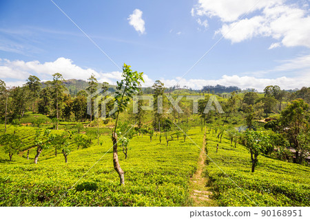 Tea plantation Tea plantation 90168951