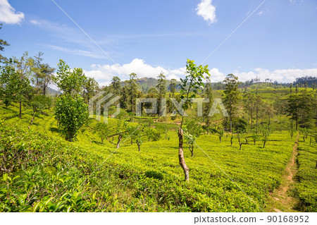 Tea plantation Tea plantation 90168952
