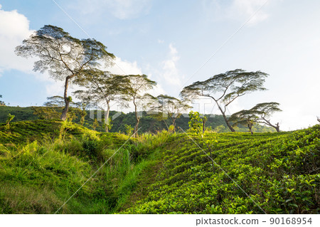 Tea plantation Tea plantation 90168954