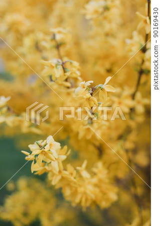 blossoming yellow flowers of forsythia in the garden in the spring blossoming yellow flowers of forsythia in the garden in the spring 90169430