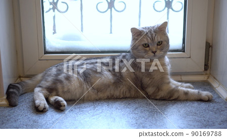 A gray British cat lies on the windowsill. A gray British cat lies on the windowsill. 90169788