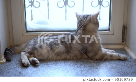 A gray British cat lies on the windowsill. A gray British cat lies on the windowsill. 90169789