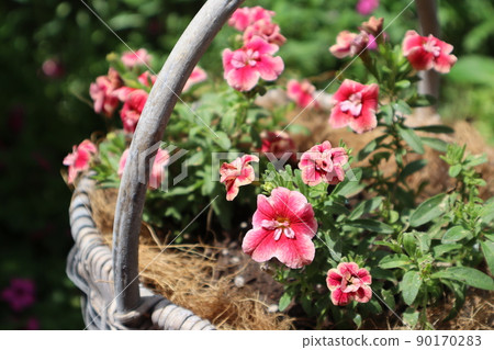在籃子裡種植 Calibrachoa 90170283