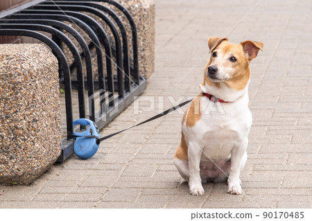 The little dog is waiting for its owner. The dog is tied up at the entrance to the store. The animal is shivering from the cold and carefully looks at the exit from the store The little dog is waiting for its owner. The dog is tied up at the entrance to the store. The animal is shivering from the cold and carefully looks at the exit from the store 90170485