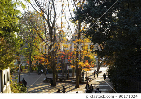 Inokashira Park Autumn scenery 90171024