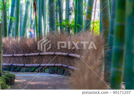 [Fresh green material] Bamboo garden at Hokokuji Temple, Kamakura City [Kanagawa Prefecture] 90171207