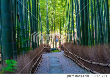 [Fresh green material] Bamboo garden at Hokokuji Temple, Kamakura City [Kanagawa Prefecture] 90171211