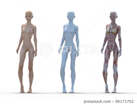 肌肉標本女性perming3DCG插圖素材 肌肉標本女性perming3DCG插圖素材 90171702