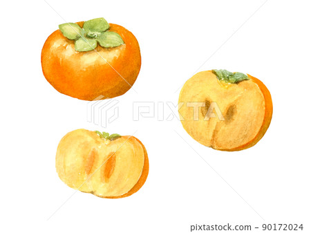Persimmon watercolor illustration vector Persimmon watercolor illustration vector 90172024