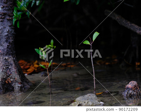 Bruguiera gymnorhiza bud Bruguiera gymnorhiza bud 90172209