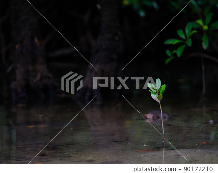 Bruguiera gymnorhiza bud Bruguiera gymnorhiza bud 90172210