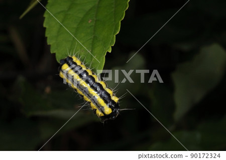 Creatures, insects, firefly, larvae. The herbs are Sakaki and Hisakaki. The secretions are poisonous and can cause a rash if touched. 90172324