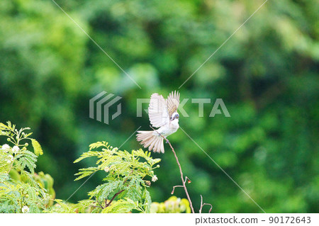 Flapping light-vented bulbul 90172643