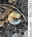 Beetle larvae that lived in the mountains of deciduous leaves 90172651