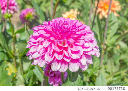 Dahlia [Cultivar: Daughter prime] 90172738