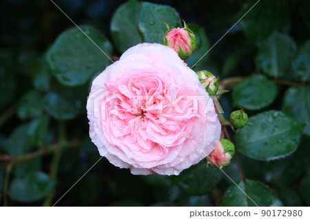 Barramaria Theresia 90172980