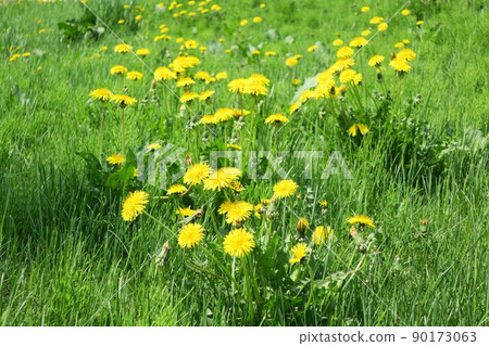 北海道的蒲公英殖民地 90173063