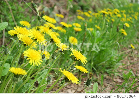 北海道的蒲公英殖民地 90173064