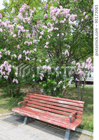 札幌大通公園長椅和丁香花 90173065
