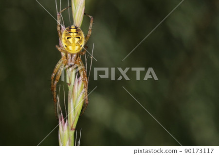生物、蜘蛛、neoscona adianta 和雌性。一隻小而美麗的蜘蛛，大小不到一厘米 90173117