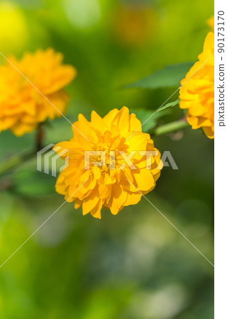 Yamaboki花 90173170