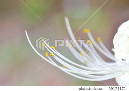 群集孤挺花 90173171