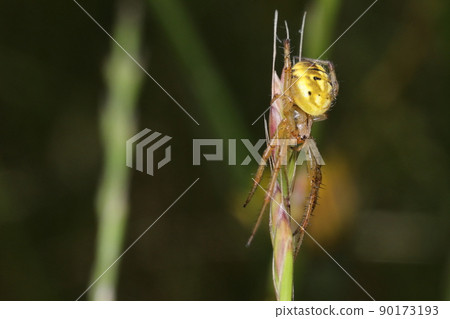 Creatures, spiders, neoscona adianta, and females. It can be seen in grasslands and paddy fields from early summer to early autumn. Creatures, spiders, neoscona adianta, and females. It can be seen in grasslands and paddy fields from early summer to early autumn. 90173193