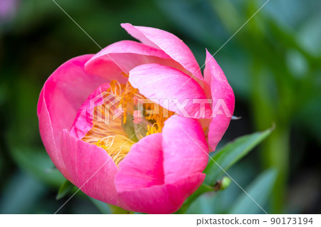 Peony Peony 90173194