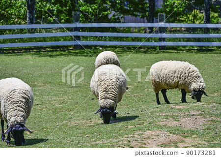 Hirugano Plateau Sheep in the Pastoral Village (late May) Hirugano Plateau Sheep in the Pastoral Village (late May) 90173281