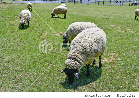 Hirugano 高原綿羊的田園村（五月下旬） 90173282