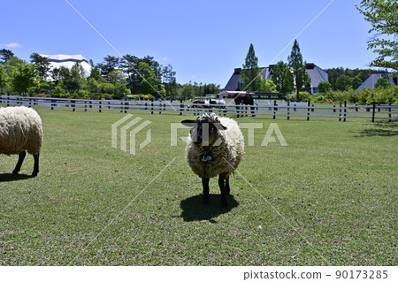 Hirugano Plateau Sheep in the Pastoral Village (late May) 90173285