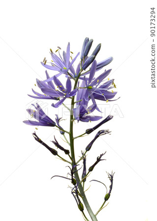 Camassia Camassia 90173294