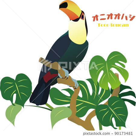 Toco toucan bird 90173481