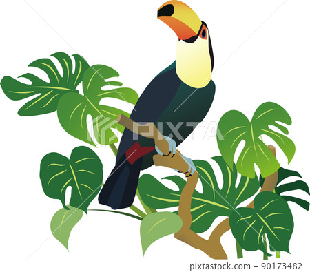 Toco toucan bird 90173482
