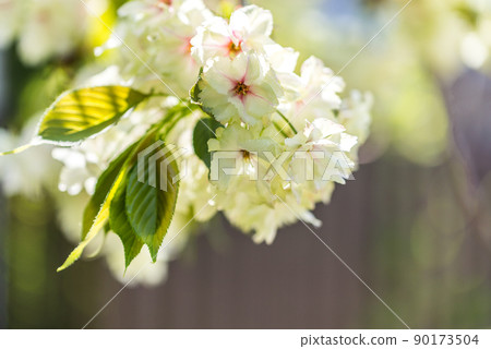 行魚枝花 90173504