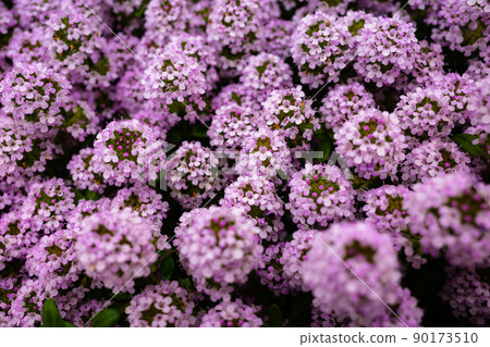 Lobularia a-3開花高飽和度對比度 Lobularia a-3開花高飽和度對比度 90173510