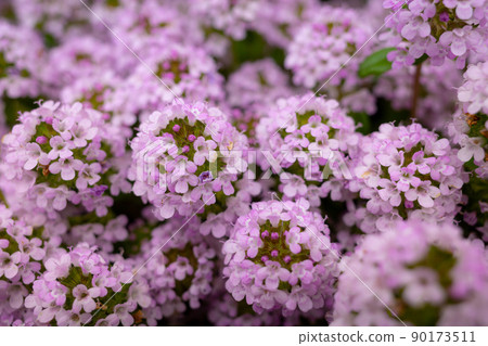 Lobularia 開花 b-1 軟圖像 Lobularia 開花 b-1 軟圖像 90173511