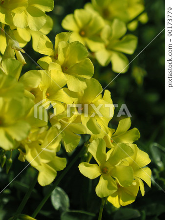 Oxalis (Bermuda buttercup) 90173779