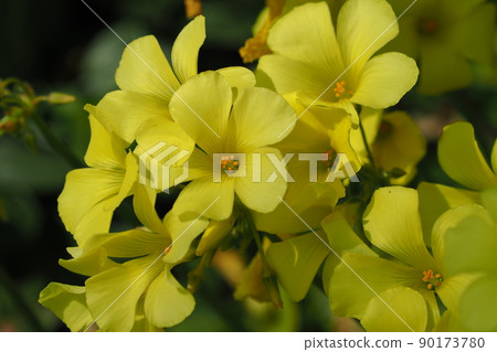 Oxalis (Bermuda buttercup) 90173780