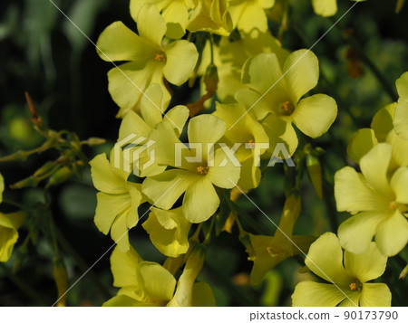 酢漿草(百慕大毛茛) 酢漿草(百慕大毛茛) 90173790