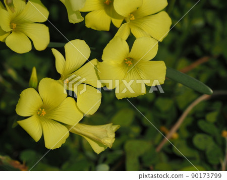 Oxalis (Bermuda buttercup) 90173799