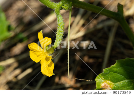 五月菜園裡已經開始開花結果的黃瓜 五月菜園裡已經開始開花結果的黃瓜 90173849