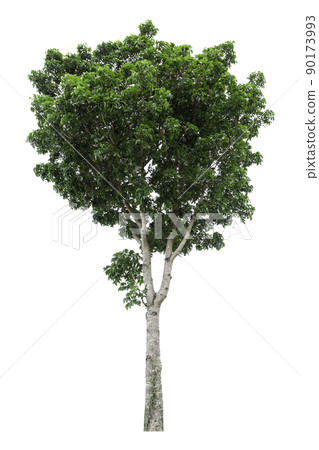 Large green tree is isolated on a white background. clipping path 90173993